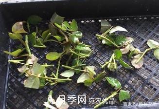 月季扦插專(zhuān)業(yè)知識，讓你少走彎路（圖文版）(圖13)