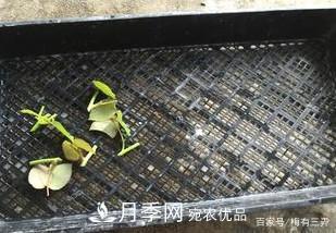 月季扦插專(zhuān)業(yè)知識，讓你少走彎路（圖文版）(圖9)