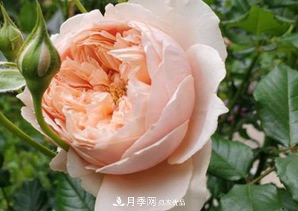 新手養月季須知的“四大點(diǎn)”，熟練掌握，才能輕松養爆盆(圖4)