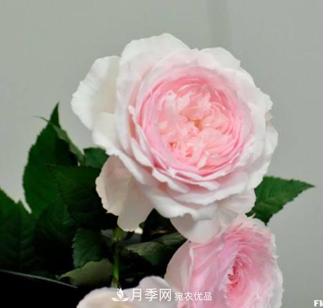 月季品種這么多，就屬這7種香味***好聞(圖4)