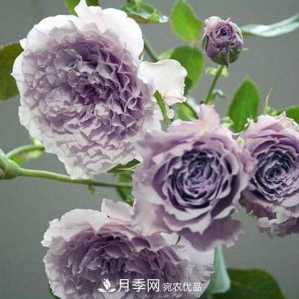 月季品種這么多，就屬這7種香味***好聞(圖3)