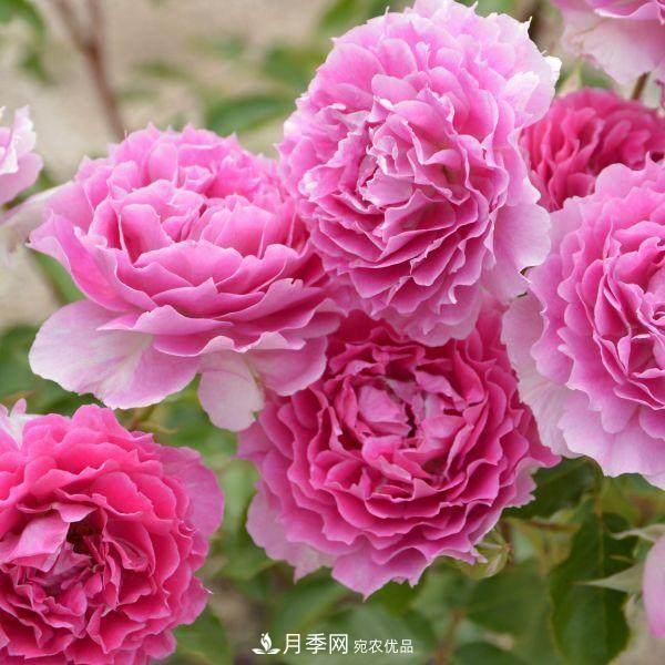月季品種這么多，就屬這7種香味***好聞(圖6)