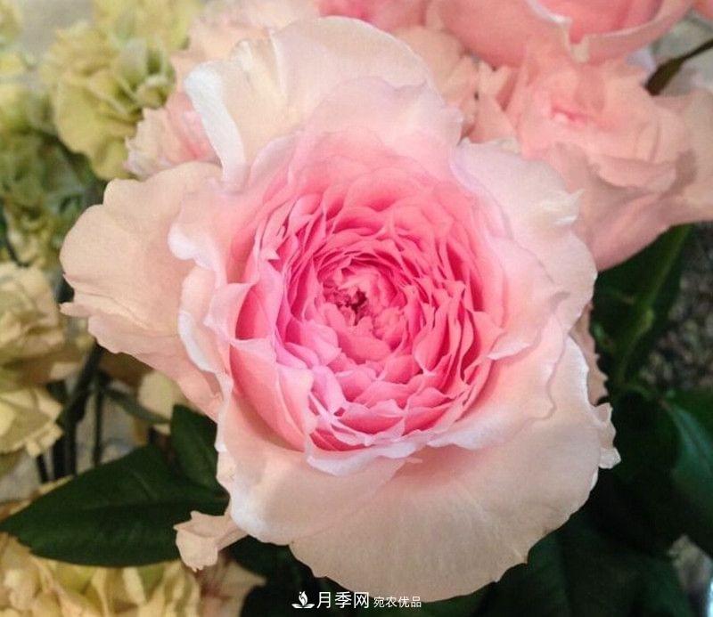 月季品種這么多，就屬這7種香味***好聞(圖2)