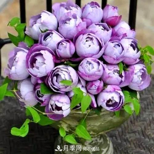 月季品種這么多，就屬這7種香味***好聞(圖8)