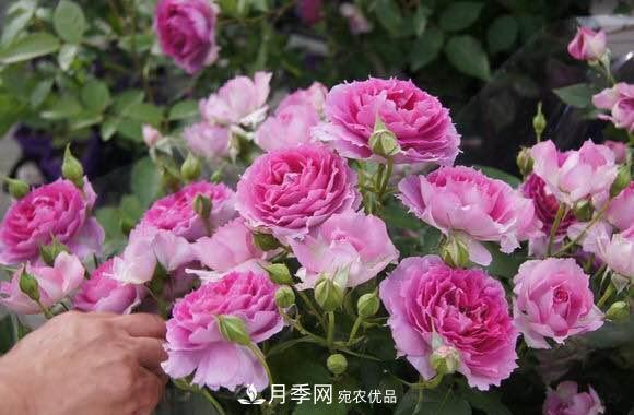 月季中的優(yōu)良品種，天方夜譚，花大量多香味濃，種上就能活！(圖1)
