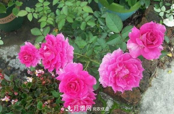 月季中的優(yōu)良品種，天方夜譚，花大量多香味濃，種上就能活！(圖3)