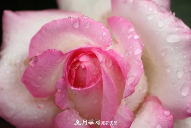 月季養護知識：這樣養出的月季花，花大色艷，枝繁葉茂(圖1)