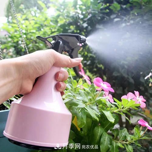 月季養護知識：這樣養出的月季花，花大色艷，枝繁葉茂(圖3)