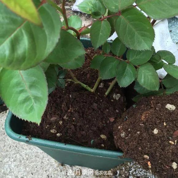 月季養護知識：這樣養出的月季花，花大色艷，枝繁葉茂(圖2)
