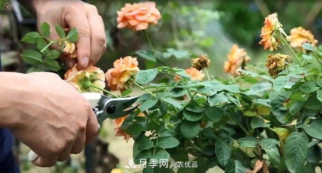 月季養護知識：這樣養出的月季花，花大色艷，枝繁葉茂(圖5)