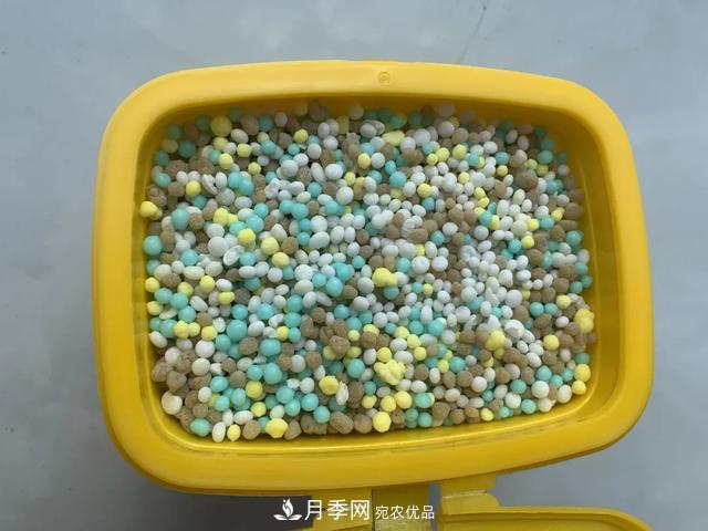 月季養護知識：這樣養出的月季花，花大色艷，枝繁葉茂(圖4)