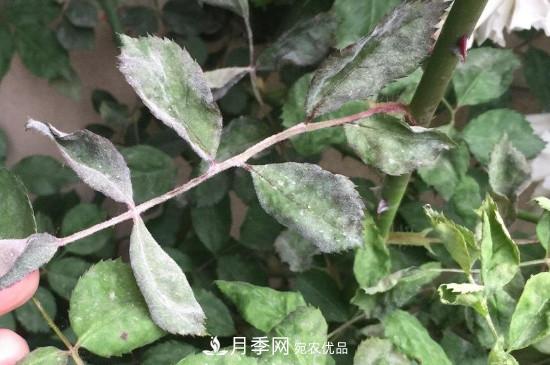 月季葉子上有一層白霜怎么辦？是白粉病嗎(圖2)