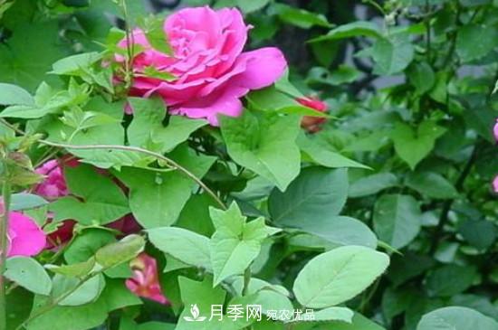 月季葉子上有一層白霜怎么辦？是白粉病嗎(圖3)