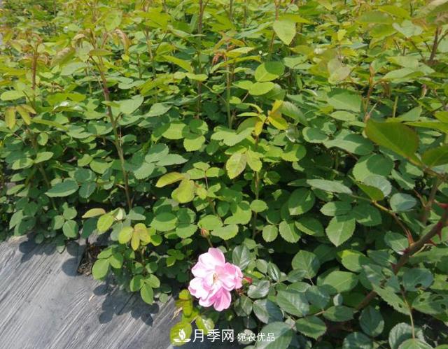 經(jīng)過(guò)遠距離運輸的月季裸根苗，如何定植上盆？(圖1)