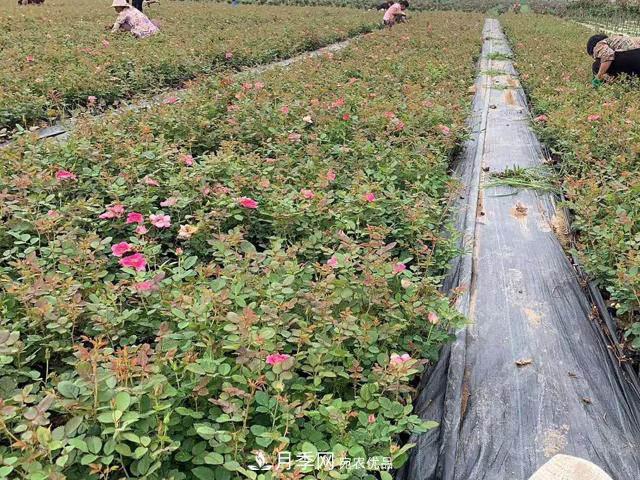 經(jīng)過(guò)遠距離運輸的月季裸根苗，如何定植上盆？(圖2)