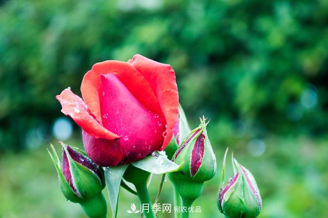 月季在什么環(huán)境中長(cháng)勢好？月季網(wǎng)帶你來(lái)解析(圖1)