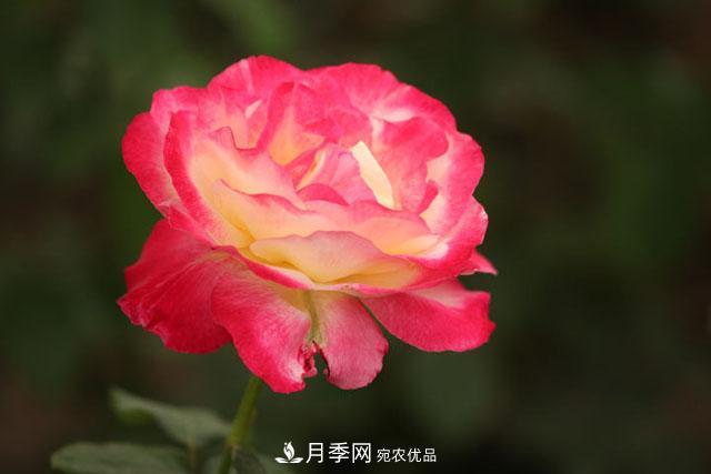 盆栽月季怎樣養？為什么會(huì )出現黃葉，甚至是新芽細長(cháng)，該怎么辦？(圖1)