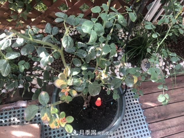 盆栽月季怎樣養？為什么會(huì )出現黃葉，甚至是新芽細長(cháng)，該怎么辦？(圖3)