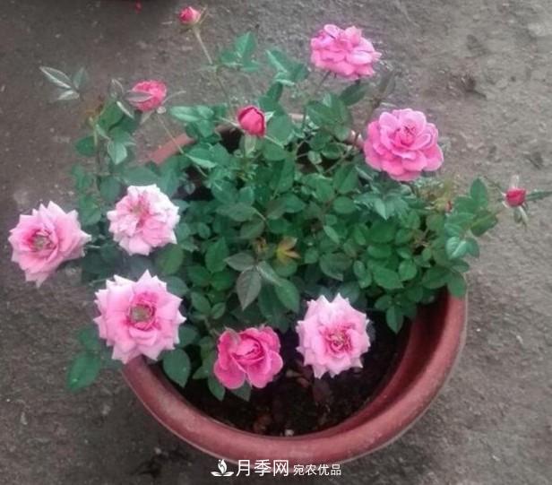 盆栽月季怎樣養？為什么會(huì )出現黃葉，甚至是新芽細長(cháng)，該怎么辦？(圖5)