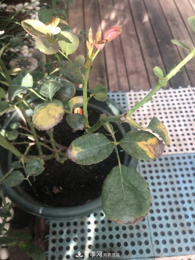 盆栽月季怎樣養？為什么會(huì )出現黃葉，甚至是新芽細長(cháng)，該怎么辦？(圖2)