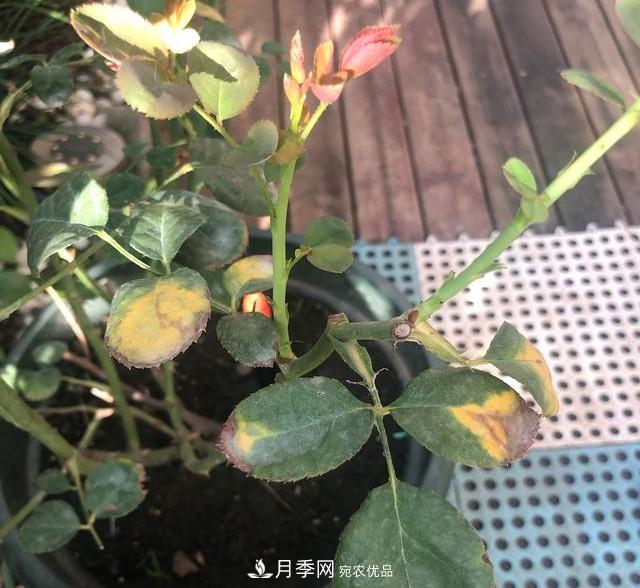 盆栽月季怎樣養？為什么會(huì )出現黃葉，甚至是新芽細長(cháng)，該怎么辦？(圖6)