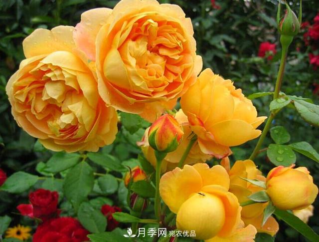 夏季養月季花，澆水施肥都是重點(diǎn)，整錯了就黃葉爛根生長(cháng)差(圖4)