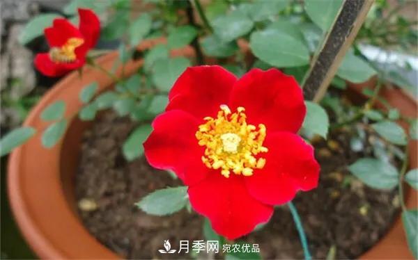 地被月季～城鄉綠化、園林美化的優(yōu)秀選擇（附：品種說(shuō)明及圖片）(圖5)