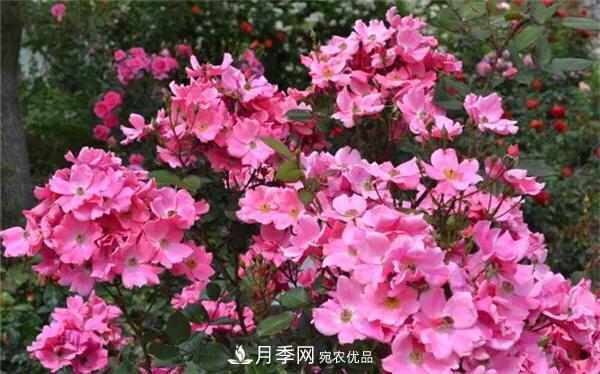 地被月季～城鄉綠化、園林美化的優(yōu)秀選擇（附：品種說(shuō)明及圖片）(圖3)