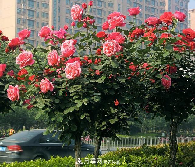河南南陽(yáng)南召：玉蘭月季等優(yōu)勢鄉土花木行情喜人(圖4)
