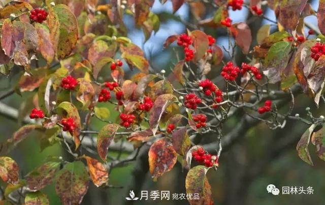 河南南陽(yáng)南召：玉蘭月季等優(yōu)勢鄉土花木行情喜人(圖2)