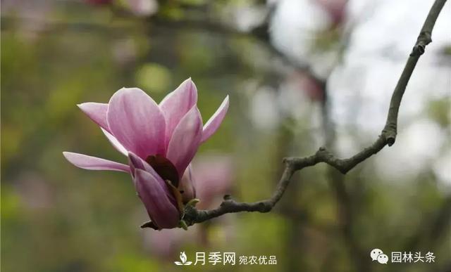 河南南陽(yáng)南召：玉蘭月季等優(yōu)勢鄉土花木行情喜人(圖1)