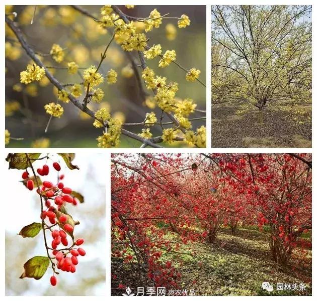 河南南陽(yáng)南召：玉蘭月季等優(yōu)勢鄉土花木行情喜人(圖7)