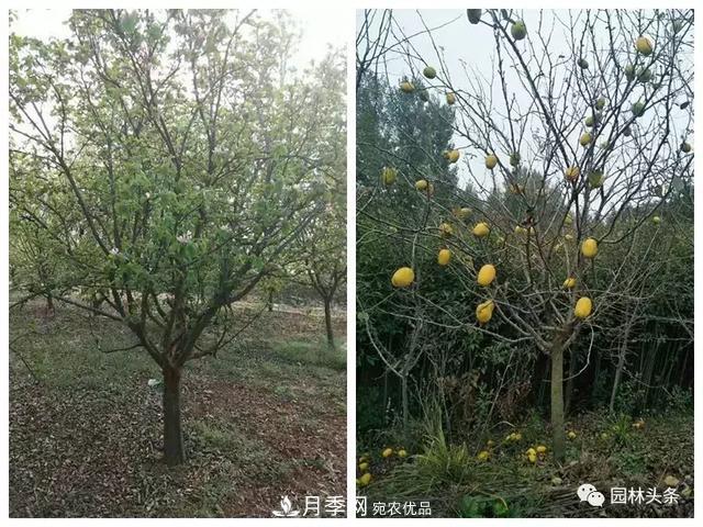 河南南陽(yáng)南召：玉蘭月季等優(yōu)勢鄉土花木行情喜人(圖6)