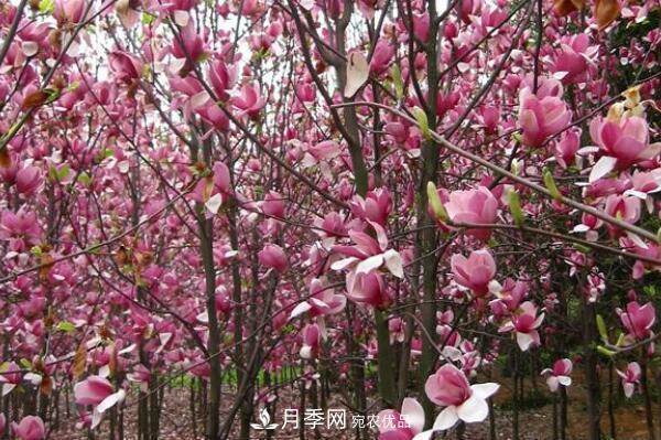 紫玉蘭樹(shù)到底是灌木還是小喬木？(圖2)