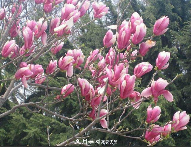 紫玉蘭樹(shù)到底是灌木還是小喬木？(圖3)