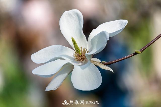玉蘭樹(shù)：花先枝葉開(kāi)，綻放一樹(shù)華(圖2)