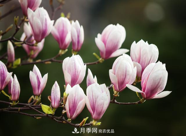 玉蘭不好養？避免這4個(gè)問(wèn)題，植株生長(cháng)旺盛，枝繁葉茂開(kāi)花多(圖1)