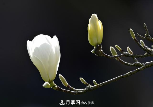 玉蘭不好養？避免這4個(gè)問(wèn)題，植株生長(cháng)旺盛，枝繁葉茂開(kāi)花多(圖4)