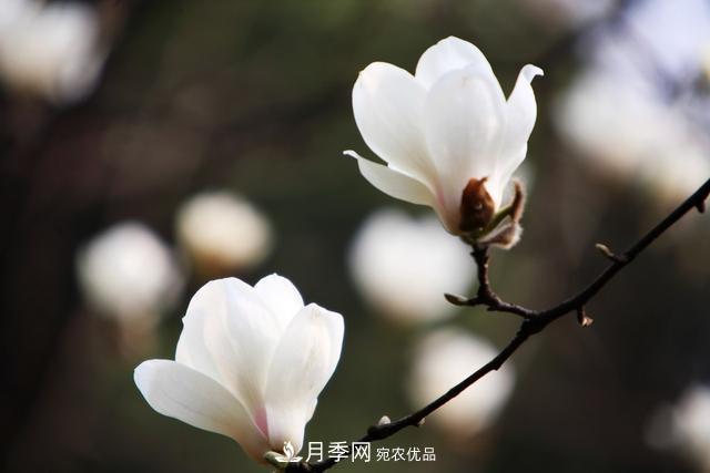 玉蘭不好養？避免這4個(gè)問(wèn)題，植株生長(cháng)旺盛，枝繁葉茂開(kāi)花多(圖5)