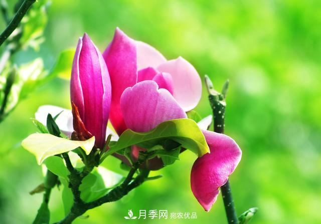 玉蘭不好養？避免這4個(gè)問(wèn)題，植株生長(cháng)旺盛，枝繁葉茂開(kāi)花多(圖6)