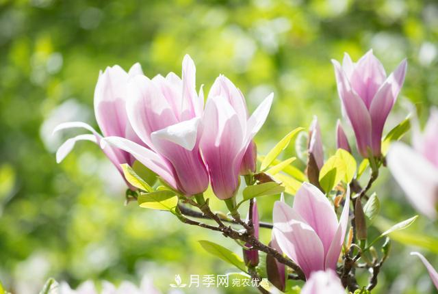 玉蘭栽培技術(shù)，所需要的注意事項是什么，看完就知道(圖1)