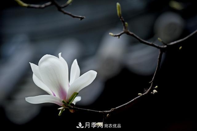 玉蘭栽培技術(shù)，所需要的注意事項是什么，看完就知道(圖4)
