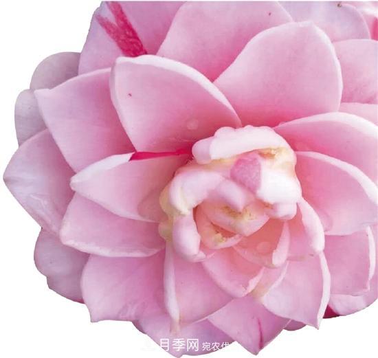 浙江金華婺城區竹馬鄉茶花產(chǎn)業(yè)綻放“花經(jīng)濟”(圖1)