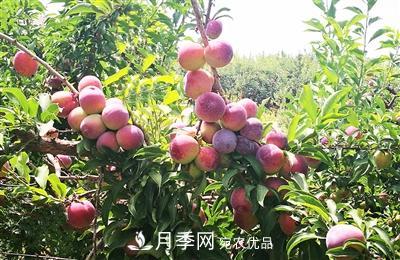 苗木科普：森林的分類(lèi)(圖3)
