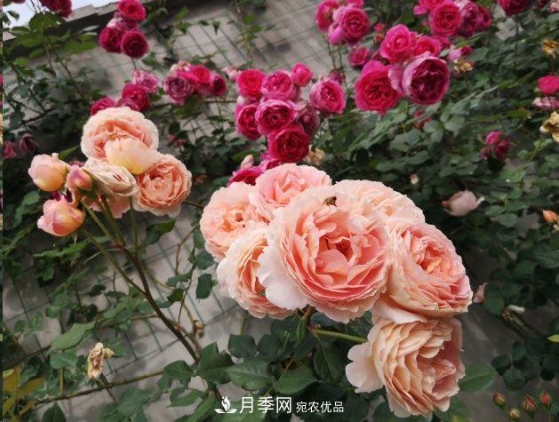 月季和薔薇有什么區別？買(mǎi)苗木前先知道4點(diǎn)，可省一大筆！(圖1)