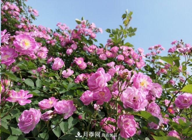 月季和薔薇有什么區別？買(mǎi)苗木前先知道4點(diǎn)，可省一大筆！(圖2)