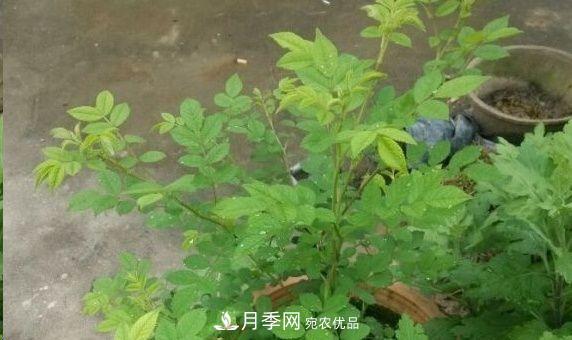 月季和薔薇有什么區別？買(mǎi)苗木前先知道4點(diǎn)，可省一大筆！(圖3)