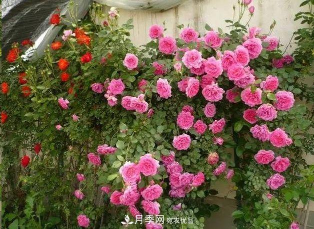 月季長(cháng)的又細又長(cháng)怎么辦？簡(jiǎn)單3招解決！(圖1)