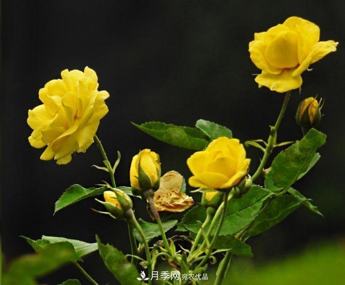月季長(cháng)的又細又長(cháng)怎么辦？簡(jiǎn)單3招解決！(圖2)