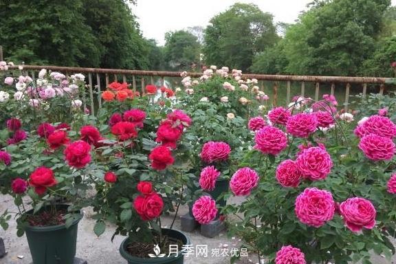 養月季，澆水很關(guān)鍵，學(xué)會(huì )這2個(gè)“竅門(mén)”，枝繁葉茂花滿(mǎn)枝！(圖3)